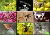 Nine tiled images of various pollinators, a beetle, bat, bee, ants, hummingbird, lemur, butterfly, wasp, and fly.