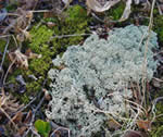 Cladina arbuscula, also known as reindeer moss, surrounded by real moss.