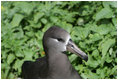 A Black Footed albatross stands on Eastern Island where Mrs. Laura Bush toured Thursday March 1, 2007, as part of the Northwest Hawaiian Islands National Monument. The Black Footed albatross is an endangered seabird that nests almost exclusively in the Northwestern Hawaiian Islands.