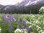 Jacob's Ladder and Lupine in Albion Basin.
