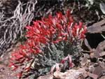 Scarlet milkvetch.