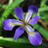 Thumbnail image of Iris virginica.