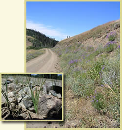 Two overlaid pictures: foreground is closeup of grasses growing along a roadside, and background is a forest road with wildflowers growing on its cutbank.