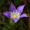Gentiana setigera flower