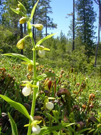 Cypripedium californicum in the foreground and a Darlingtonia wetland in the background.