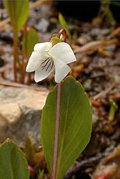Viola primilifolia