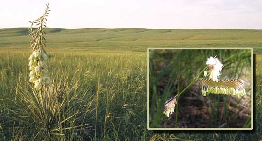 Grasslands, a yucca in the forground, and an inset picture of a grass plant in anthesis.