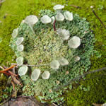 Cladonia fimbriata, trumpet lichen.