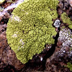 Pleopsidium chlorophanum, yellow crust.