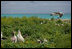 Mrs. Laura Bush toured Midway Atoll and viewed many albatross birds on the Northwest Hawaiian Islands National Monument, Thursday March 1, 2007. The short-tailed albatross facing the camera is a long-time resident of the island and standing with two decoy birds. "He's been here about five years," said Mrs. Bush of the lonely bird. "He's 20 years old. They know because he was banded in Japan on the island where he was. Of course, they are hoping to attract some young short-tailed albatross. That's why the decoys are here also, so there will be a mating pair here." 