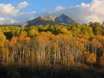 aspens displaying their fall colors.