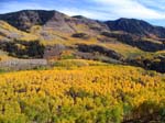 aspens displaying their fall colors.