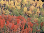 aspens displaying their fall colors.