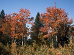 aspens displaying their fall colors.