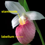 lady's slipper flower with the major petal parts labeled.
