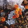 Eriogonum alpinum