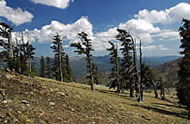 Foxtail Pines on South China Mountain.