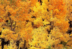 golden autumn aspens fading out from left to right.