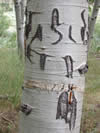 Close up an aspen trunk, displaying an old, oozing rope scar and carved letters.