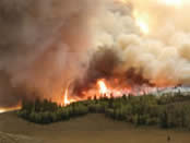 Johnson wildfire flames in an aspen grove.