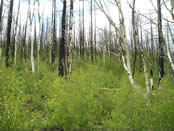 aspen returning to an area in the Johnson wildfire.