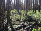 the Oak Creek area two years after it was burned, displaying abundant aspen sprouting.