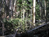 the Oak Creek area before it was burned, displaying dense stand conditions, dead trees, and conifers.