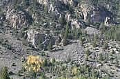 bare rocky mountain with aspen growing in the talus slope at its base.