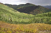 quaking aspen forest in the Walter F. Mueggler - Butler Fork Research Natural Area.