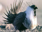 sage grouse.