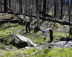 two people planting seedlings along a stream in a burned area.