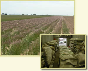 Two pictures, a seed production field of bottlebrush squirreltai; and, and overlaid bags of seed in a cooler.