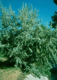 Russian olive tree.