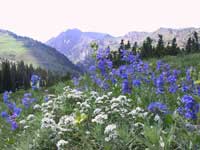 alpine meadow of the Albion basin in the Wasatch Mountains