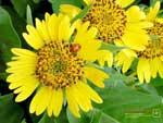 Thumbnail arrowleaf balsamroot wallpaper.