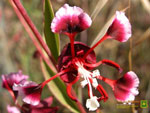 Thumbnail Springville Clarkia wallpaper.