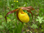 Thumbnail Greater Yellow Ladyslipper orchid wallpaper.