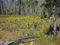 Darlingtonia community.