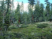 A montane mixed conifer community.