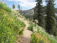 Mt. Eddy wildflowers on the Shasta-Trinity National Forest.