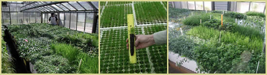 Three pictures: left is a man working with plants in a greenhouse, center is a hand holding up a seedling in a planting tube against a ruler, and the right photo is of plants growing in containers in a nursery.
