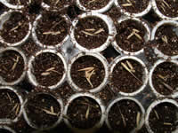 shot from above of seeds planted in planting tubes.