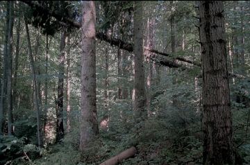 Still from Ori Gersht's "The Forest," 2006, courtesy of the artist.