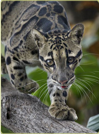 clouded leopard