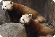 red pandas