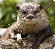 Asian small-clawed otter