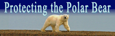 Protecting the Polar Bears