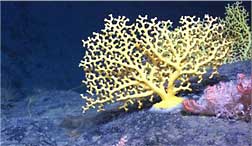 yellow Enallopsammia stony coral with pink Candidella teeming with brittle stars