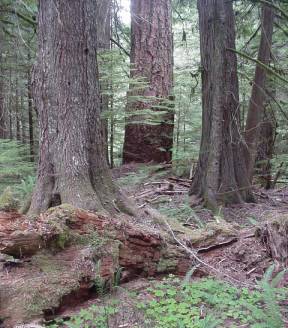 classic old growth structure