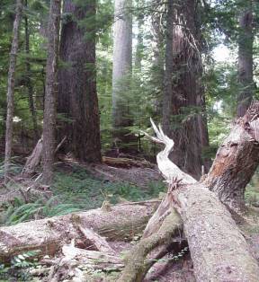 large woody debris in old growth